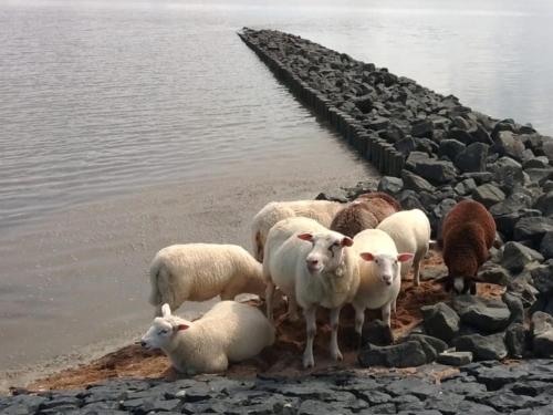 a herd of sheep standing on the shore of a body of water at Am alten Deich in Sande