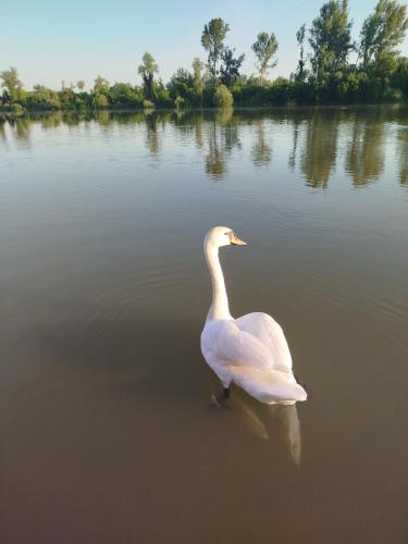 a white duck swimming in a body of water at Splav na dan AXA in Barič