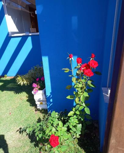 a plant with red roses growing next to a blue wall at Chácara Mig&Vá in Itupeva