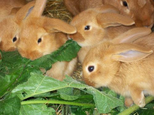 a group of small brown rabbits eating leaves at Döllelhof Erding in Erding