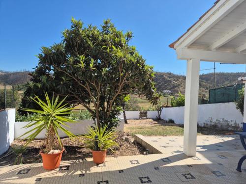 a porch with two potted plants and a tree at Casa da Ribeira in Aldeia Nova do Concelho