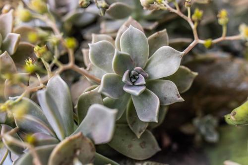 a close up of a succulent plant with a flower at Ferienwohnung Schottenhof Walser 3 - Alleinlage im Grünen mit Panoramablick in Achberg
