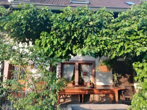 a wooden table sitting under a large tree at Holiday apartment Cherry blossom in Schuttertal