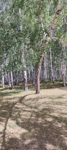 Loodusmaastik puhkemajakeste lähedal