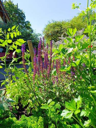 a garden with purple flowers and green plants at Landgasthof zum Rappen in Creglingen