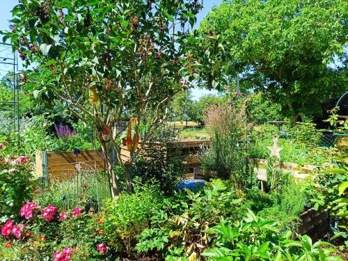a garden with a tree and many different plants at Landgasthof zum Rappen in Creglingen