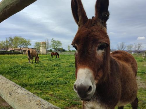a donkey standing in a field with two horses at Finca La Calancha in Cuerva