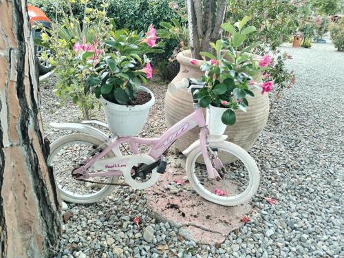 a pink bike parked next to some potted plants at Camping Roma in Ventimiglia