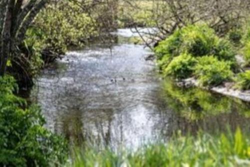 a stream of water with trees and bushes at Couples Escape - Summerhouse cabin with hot tub and stunning views in Truro