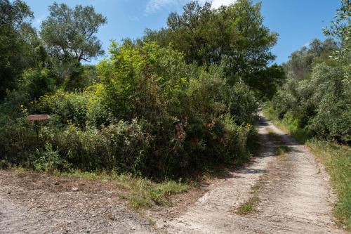 a dirt road with bushes and trees on it at Kokkini Peach Budget in Kokkínion