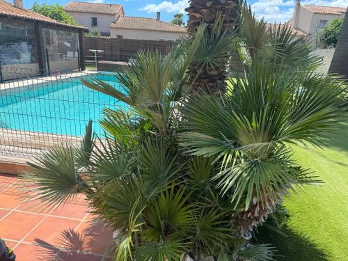 un groupe de palmiers à côté d'une piscine dans l'établissement La perle rare, au Grau-dʼAgde