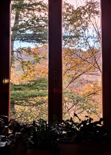 a window with a view of a tree at Emilia Green Escape BnB in Marano