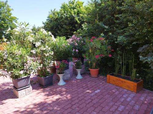a group of potted plants on a brick patio at Gönyüi álom kuckó in Gönyů