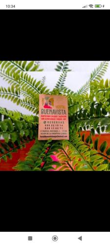 a sign in front of a bunch of green plants at Hostal Buena Vista in Vejer de la Frontera