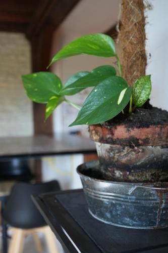 a plant in a pot sitting on a table at Cosy Zénith in Caen