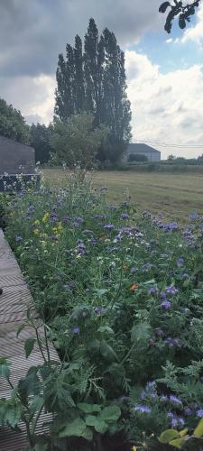Un jardín fuera de Mote26