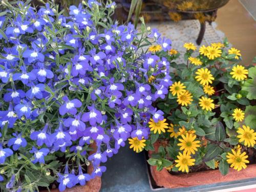 a bunch of blue and yellow flowers in a pot at Apart-Pension Oberreiter in Fusch an der Glocknerstraße