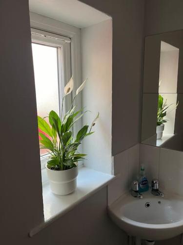 a bathroom with a sink and a mirror and a plant at Gemini 1 in Great Wyrley