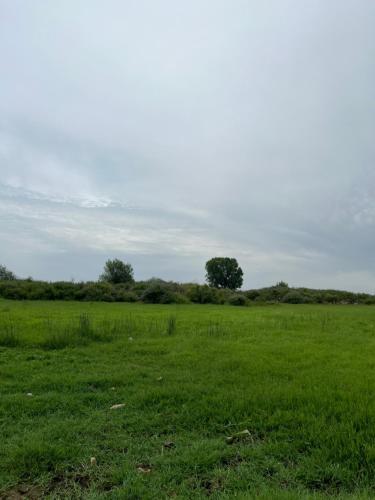 a field of green grass with a tree in the distance at Room Villa gate parking in Omarë