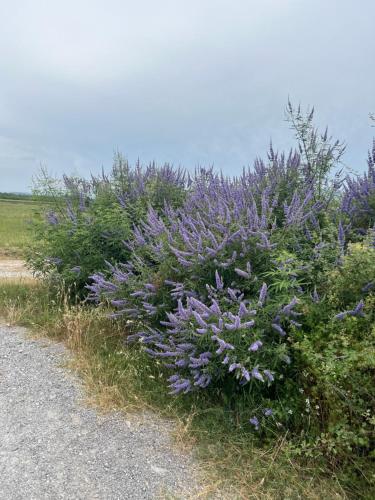 a bunch of purple flowers on the side of a road at Room Villa gate parking in Omarë