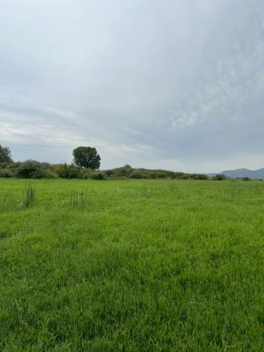 a field of green grass with a tree in the background at Room Villa gate parking in Omarë