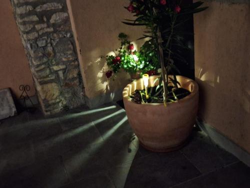a plant in a pot in a room with a light at Apartment Lupo in Vodnjan