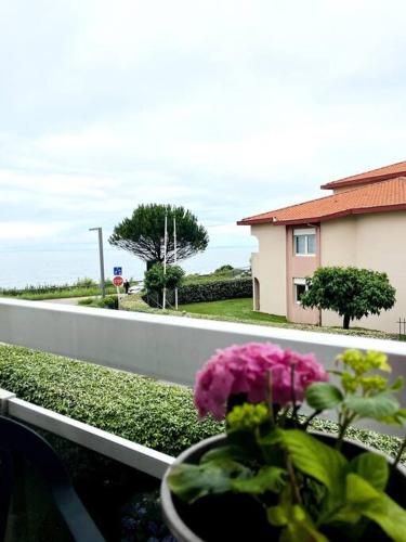 une plante en pot posée sur le rebord d'une fenêtre à côté d'une maison dans l'établissement Charmant studio Horizon & Océan, à Anglet