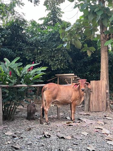 a brown cow standing next to a wooden fence at Hacienda Valencia in Santa Marta