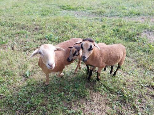 two sheep standing next to each other in a field at Marókahegy in Zalakaros
