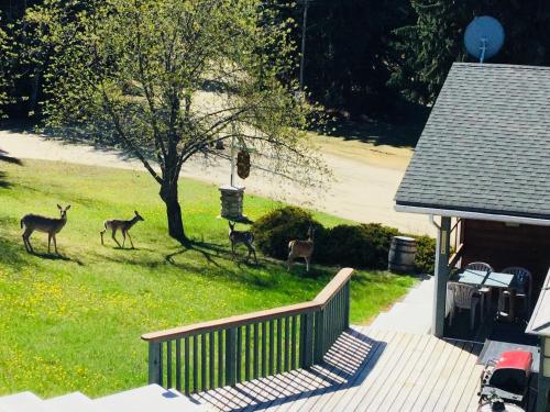 Gallery image of Dream Catcher Inn in Valemount