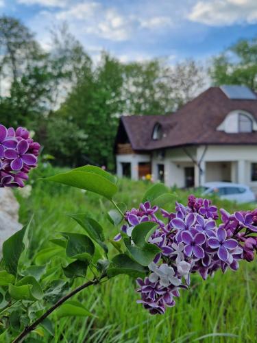 a bunch of purple flowers in front of a house at Provence Suceava in Suceava