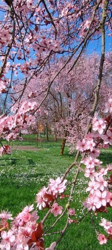 a group of pink cherry trees in a park at Shanti Ca' casa indipendente con giardino in Lacchiarella