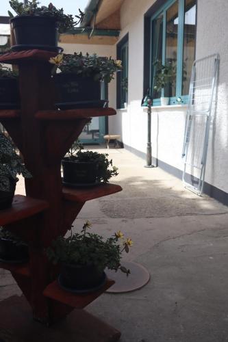 a group of potted plants on a wooden shelf at Tanzanit in Štúrovo