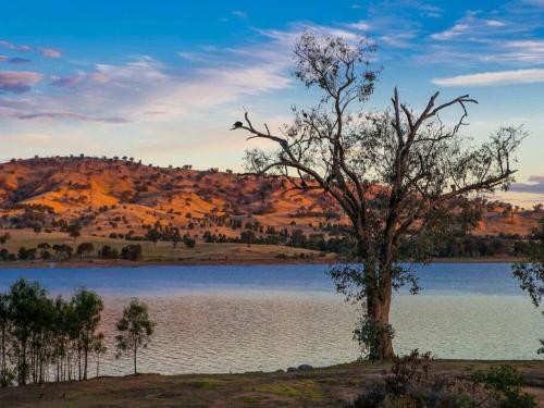 a tree sitting in the middle of a lake at Hume Haven in Lake Hume