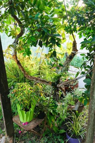 a group of potted plants on a wooden stand at El Arrayan " No acepta mascotas" in Tacuarembó