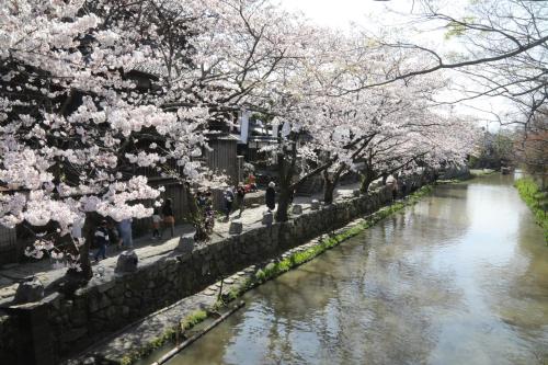 a river with cherry blossom trees next to a bridge at Guesthouse Omihachiman in Omihachiman