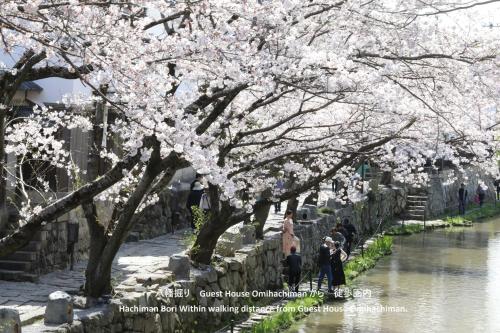 a group of people walking under cherry trees by a river at Guesthouse Omihachiman in Omihachiman