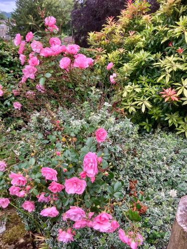 a garden with pink roses and other plants at Above & Beyond at Warriston Lodge in Moffat