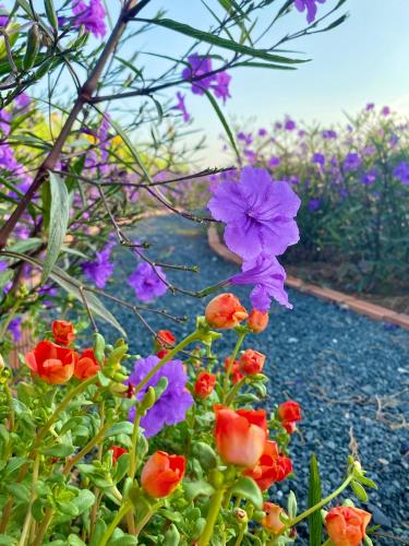 a bunch of purple and red flowers in a garden at Khu nghỉ dưỡng sinh thái Apsara Sóc Trăng in Ấp Vĩnh Hưng