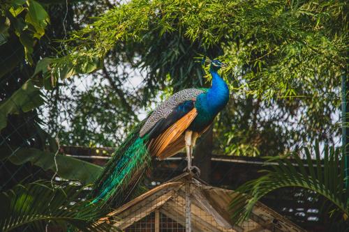Animais no hotel ou nos arredores
