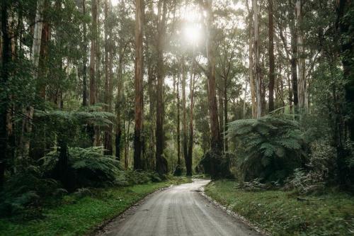 a dirt road in the middle of a forest at Luxury Treetop Escape with a Garden glasshouse in Kalorama