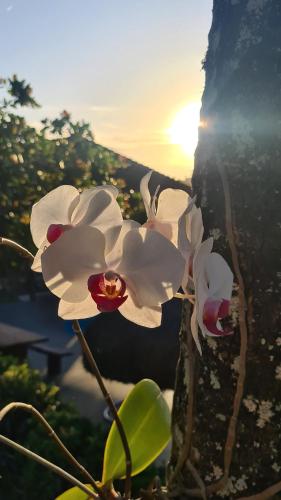 two white orchid flowers on a tree with the sunset in the background at Vale do Lago - Casa de Campo e Eventos in Vila Velha