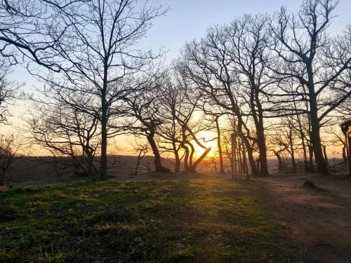 a group of trees with the sunset in the background at Große Wanderunterkunft am Hexentanzplatz U in Thale