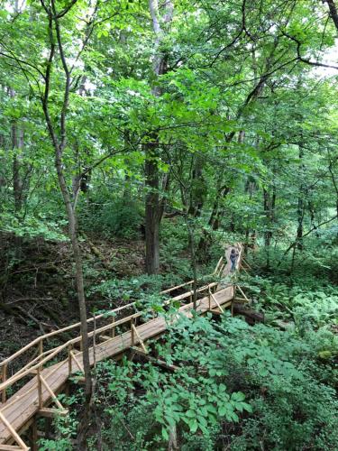 a wooden bridge in the middle of a forest at Ontika Manor Unique Apartment in Ontika Asundus