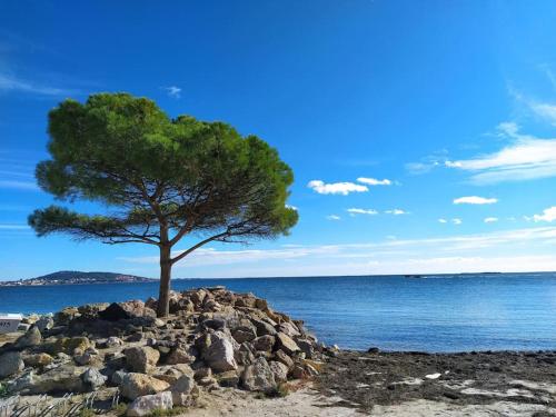 een boom op een stapel stenen naast het water bij Duplex La Terrasse Jasmin in Mèze