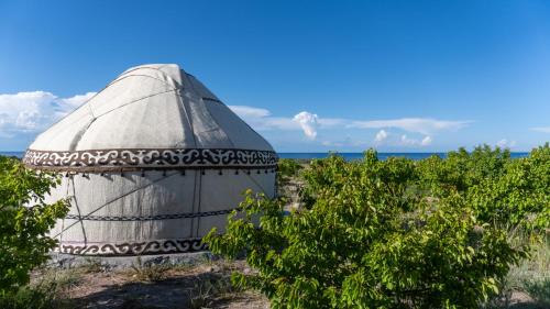 an old satellite dish in a field of plants at Guest house and yurt camp Svetlana in Bokonbayevo