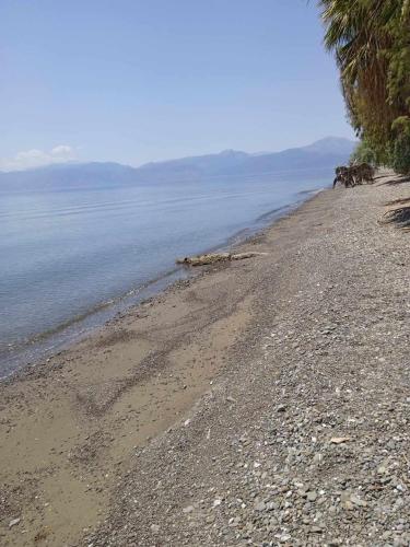 a group of animals walking on a rocky beach at πιθαρι in Vitrinítsa