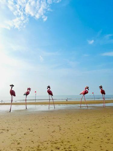 a group of flamingos walking on a beach at Flamingos Hải Tiến in Nam Khê