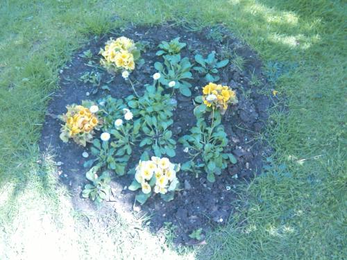 a flower bed with yellow flowers in the grass at Pansion Ljubica in Međugorje