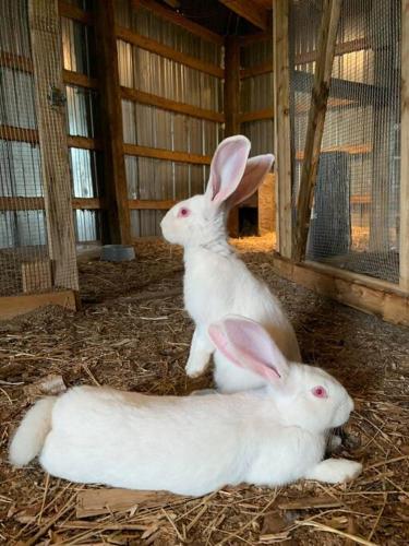 two white rabbits laying on the ground in a barn at Graham Inn in New Glasgow